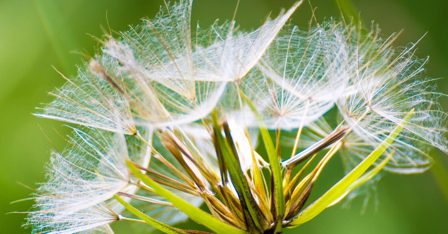 pollen allergies flowers springtime natural health chiropractor